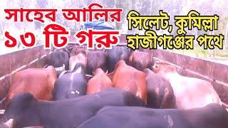 সাহেব আলির ১৩টি গরু সিলেট, কুমিল্লা ও হাজীগঞ্জের পথে  ✅ বিস্তারিত  জানতে 📲 01735824108 (সাহেব আলি)