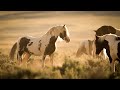 World of Wild Horses with Stallions Mares and Foals of Wyoming by Karen King