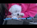 MY MALTESE PUPPY'S FIRST TIME FLYING, WHAT HE WE NEED? 🐶✈️