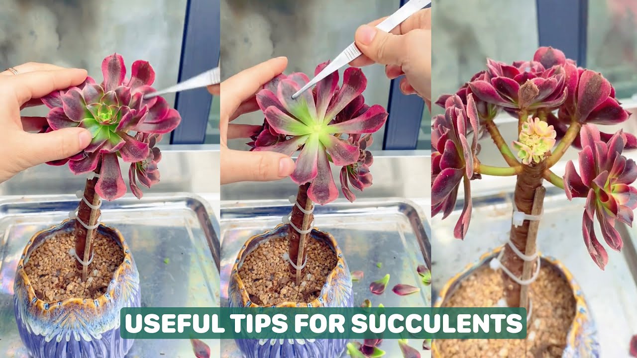 Discover The 5 Minute Trick To Keep Your Succulents Alive Youtube