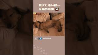 【ミニチュアダックスフンド】寝る時はいつも飼い主と添い寝する赤ちゃんみたいな犬 The dog that sleeps with me is so cute, like a baby. #shorts