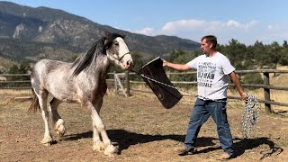 Working With A BEAUTIFUL Clydesdale Filly - Colorado Trip Part 3