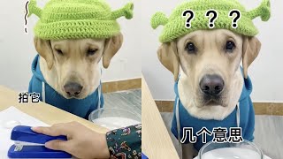 【旺仔很忙🐶】這狗子的脾氣是真的大