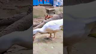 মাশাআল্লাহ 🥰 আমার চিনা হাঁস 🦆