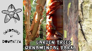 6 Trees for the Winter Garden || Quick \u0026 Easy Guide