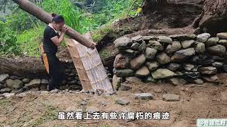 女人在巨大的老树根下搭建庇护所#荒野建造 #户外 #野外建造