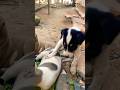 Puppy fighting team #puppy #doglover #cute #animals #funny #doglove #dog #barking #love #shortvideo