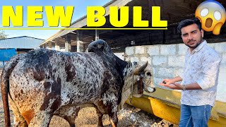 अँसुया गौशाला पर आया New Gir Bull (KGSG ANGAT BULL)🔥😱