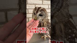 フクロウの耳👂 #フクロウ #ペット #owl