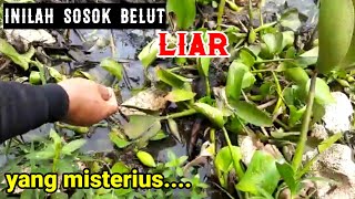 Inilah Belut Liar LUBANGNYA GA ADA BELUTNYA ADA