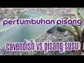 CEPAT MANA PERTUMBUHANNYA PISANG CAVENDISH VS PISANG SUSU