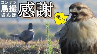 コンデジ鳥撮散歩　探鳥フィールドに感謝　ノスリの鳴き声　キジのホッピング　兵庫県・北播磨