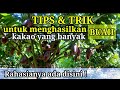 TIPS UNTUK MENGHASILKAN BUAH KAKAO YANG BANYAK