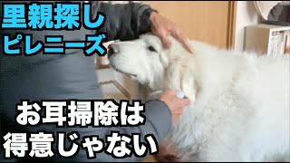 里親募集中ピレニーズ・お耳掃除【143 144日目】