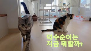 덕수순이는 지금 뭐할까? | 덕수순이의 일상 | 고양이 브이로그