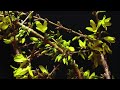 mesmerizing forsythia time lapse