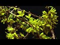 Mesmerizing Forsythia Time Lapse