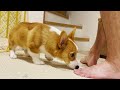 【犬の一芸】待てを覚えた子犬コーギー