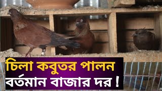 চিলা কবুতর। Chila Kabutor