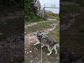 husky pee pee #husky #shorts #animals