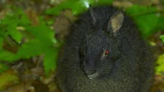 アマミノクロウサギ　An Endemic rabbit 　奄美大島