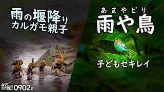 0902B【カルガモ親子 流される】かわいいハクセキレイの雨宿り。カラス捕食。サギ科の防水処理。夏の終りの雨ツバメ。鶴見川水系恩田川でコンデジ野鳥撮影　＃身近な生き物語　＃カルガモ親子　＃ハクセキレイ