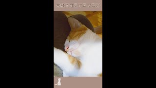 お膝に乗っかってくる甘えん坊の子猫を寝かしつける幸せ時間♡ #shorts #子猫 #ねこ