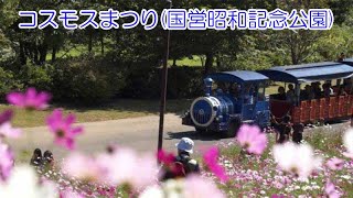 コスモスまつり(国営昭和記念公園)