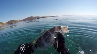 Συναγρίδα 1 κιλά στα 3 μετρά , καρτέρι με μακρινή βολή