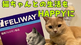 【フェロモン】過剰グルーミングの猫へ。心因性ストレス解消！？