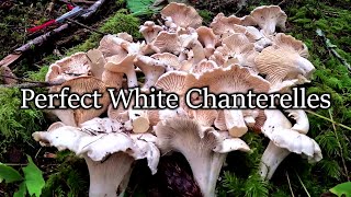 Incredible Quality Rainforest Chanterelles | The Start of a New Season!