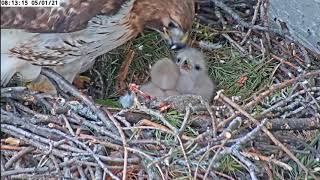 ~SU Hawk Nest - Myszołowy rdzawosterne - Karmienie i zapasy na dziobki maluszków~