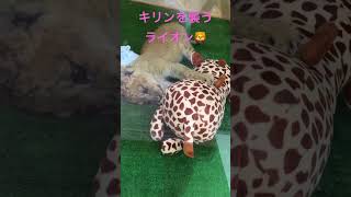 しろとり動物園仔ライオン🦁ルナ