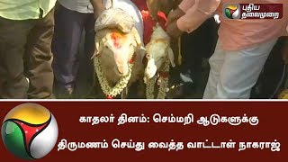 காதலர் தினம்: செம்மறி ஆடுகளுக்கு திருமணம் செய்து வைத்த வாட்டாள் நாகராஜ் | #ValentineDay