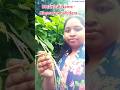 Air potato || Botnical Name - Dioscorea bulbifera || Genthi Plants #shorts #ytshorts #youtubeshorts