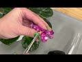 Pollinating African Violet