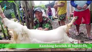 Cara Mudah Membersihkan Kulit Kambing