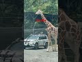 Ang laki ng giraffe 🦒 #giraffe #animals #wildlife #nature #shortvideo #japan #trending #viralshort