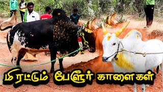 தமிழ்நாட்டை கலக்கும் பேளூர் காளைகள் | பேளூர் ஜல்லிக்கட்டு பேரவை JALLIKKATTU | MANUFACTURING TAMILAN