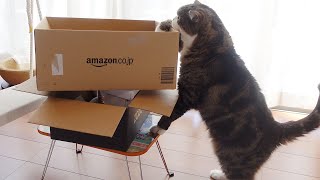 自分にぴったりサイズの箱を選ぶねこ。-Maru chooses the box which fits him perfectly.-