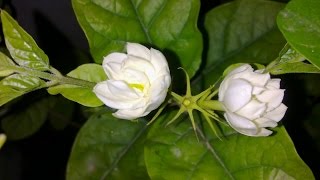 Jasmine Plant Care (Urdu/Hindi) Jasmine Plant Care (Urdu/Hindi)