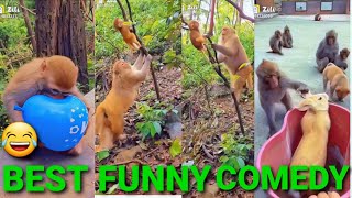 monkey funny😂moments | monkey funny😂clips | monkey funny video | monkey comedy