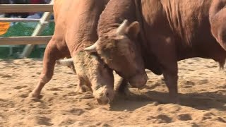 밀치고 들이받고…700㎏ 싸움소들의 한판승부 / 연합뉴스TV (YonhapnewsTV)