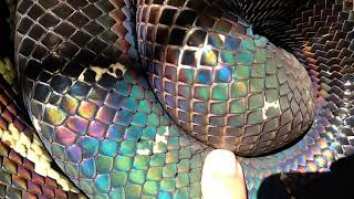 Rainbow snake (Hologram snake)