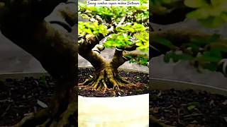 Saeng simbur super mikro Vietnam #bonsai #themax30cm