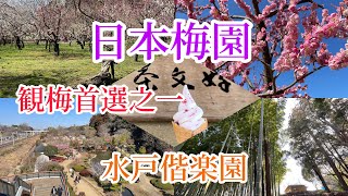 梅花日本首選景点之一 茨城県水戸偕楽園