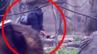 NEW LEAKED FOOTAGE OF HARAMBE DEATH REVEALS SHOCKING TRUTH!