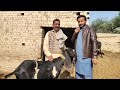 beetal goat farm goat farming business in pakistan بیتل بکریوں کا فارم