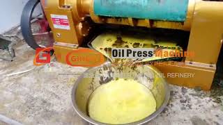 #oilpressmachine  Guangxin YZYX140 Screw Oil Press Pressed Rapeseeds | 10TPD Capacity High Oil Yield