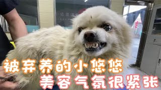 小悠悠美容全程呲个小牙，气氛相当紧张，战战兢兢一触即发  Dog rescue in China 20220323